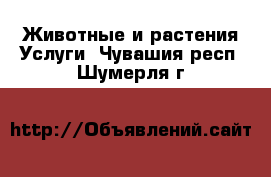 Животные и растения Услуги. Чувашия респ.,Шумерля г.